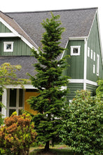 Load image into Gallery viewer, Hinoki Cypress Gracilis