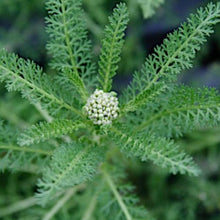 Load image into Gallery viewer, Achillea Pomegranate