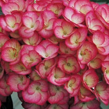 Load image into Gallery viewer, Hydrangea Firefly Shrubs