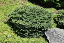 Load image into Gallery viewer, Birds Nest Spruce Shrubs