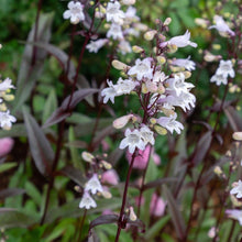Load image into Gallery viewer, Husker Red Penstemon