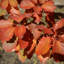 Load image into Gallery viewer, Chinkapin Oak Trees