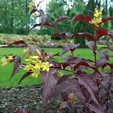 Load image into Gallery viewer, Diervilla Nightglow Shrubs