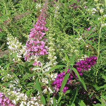 Load image into Gallery viewer, Fourth Of July Butterfly Bush