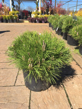 Load image into Gallery viewer, Thunderhead Japanese Black Pine Trees