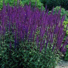 Load image into Gallery viewer, Salvia Caradonna

