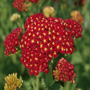 Achillea Strawberry Seduction