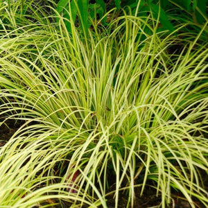 Acorus Ogon Plants