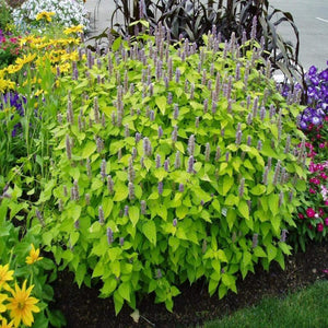 Agastache Golden Jubilee