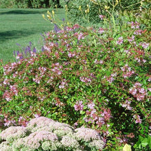 Load image into Gallery viewer, Abelia Edward Goucher Shrubs
