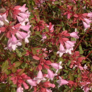 Abelia Edward Goucher Shrubs