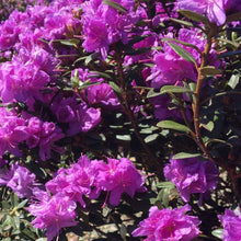 Load image into Gallery viewer, Purple Gem Rhododendron Shrubs
