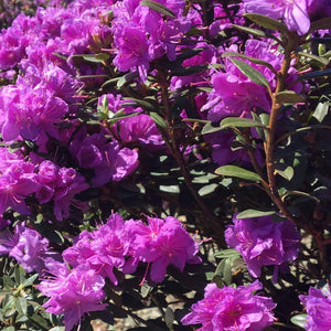 Purple Gem Rhododendron Shrubs