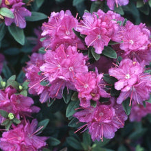 Load image into Gallery viewer, Purple Gem Rhododendron Shrubs
