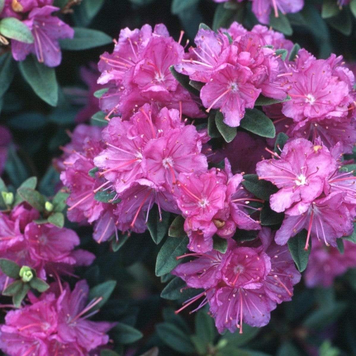 Purple Gem Rhododendron Shrubs – glowrecipe12.com